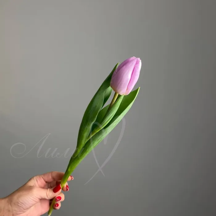 Тюльпан лавандовый 