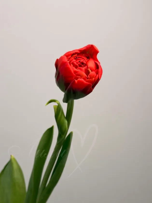 Тюльпан красный-пион