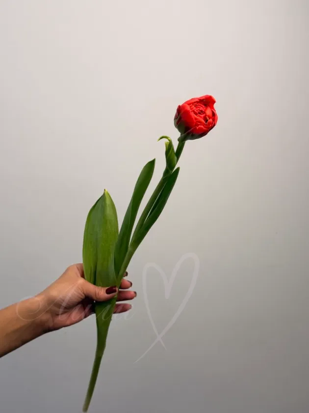 Тюльпан красный-пион