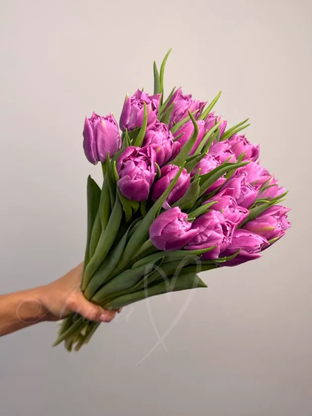 Тюльпан  пионовидный лавандовый