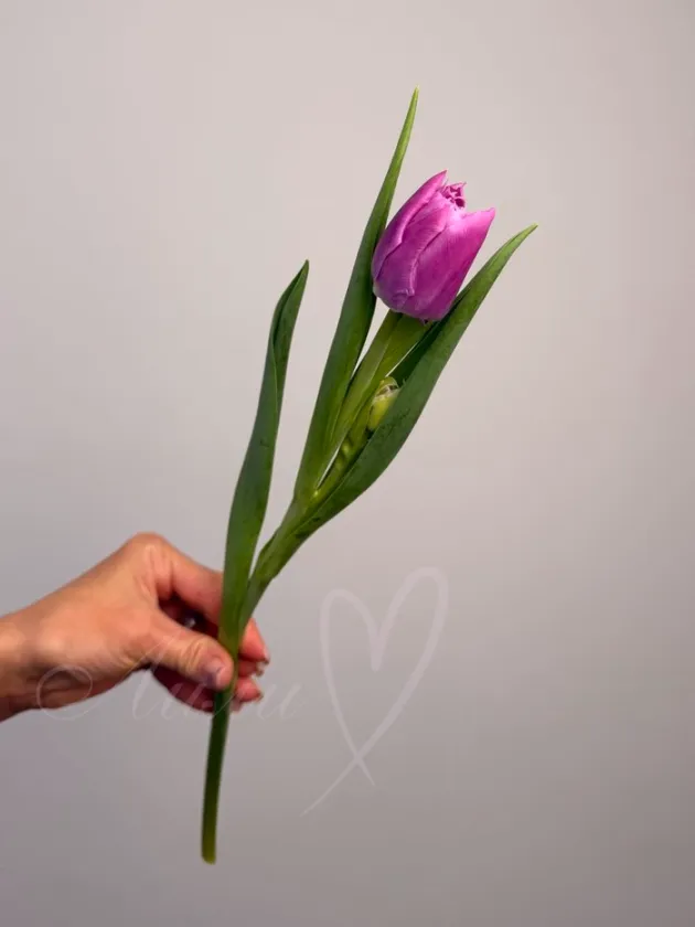 Тюльпан  пионовидный лавандовый