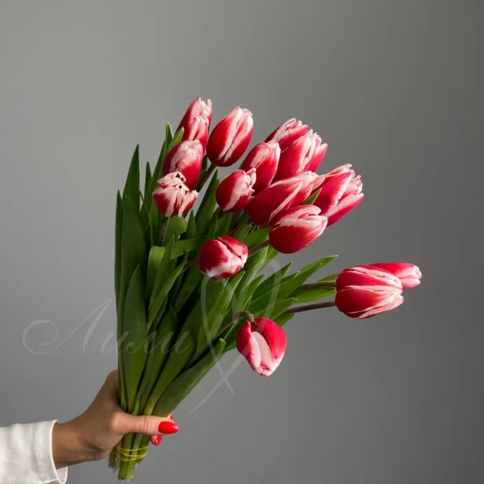 Тюльпан бело-красный