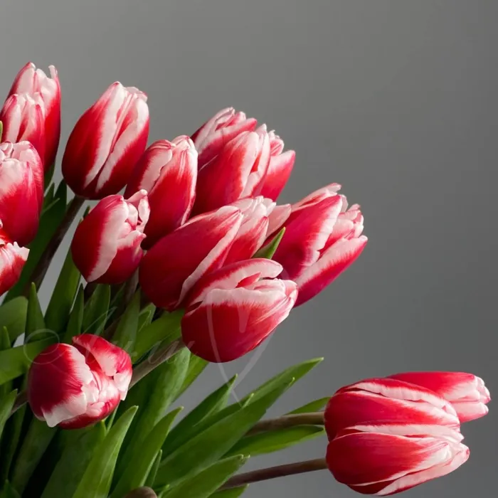 Тюльпан бело-красный