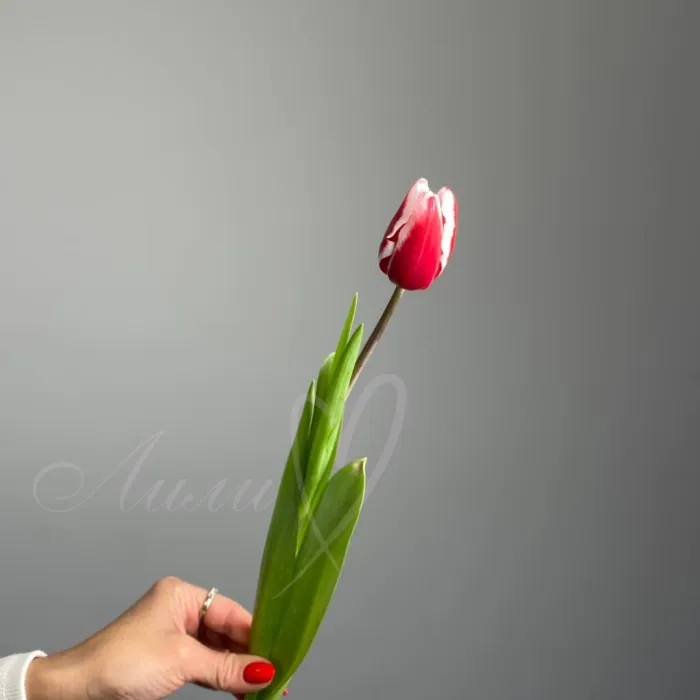 Тюльпан бело-красный