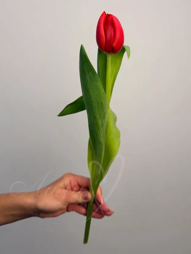 Тюльпан красный