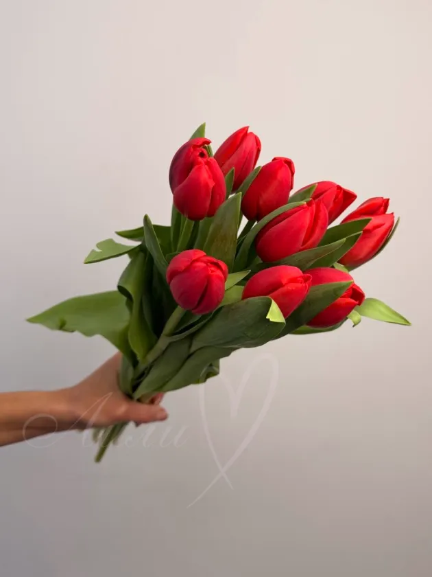 Тюльпан красный