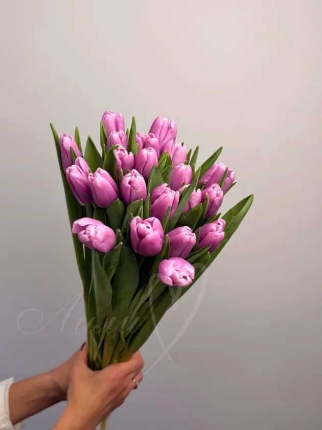 Тюльпан лавандовый