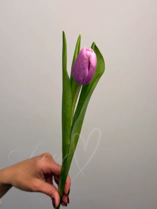 Тюльпан лавандовый