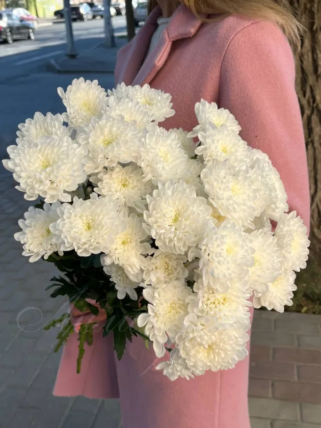 Хризантема кустовая 