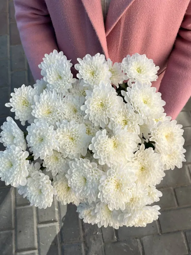 Хризантема кустовая 