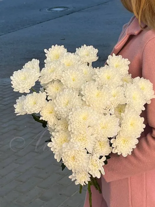 Хризантема кустовая 