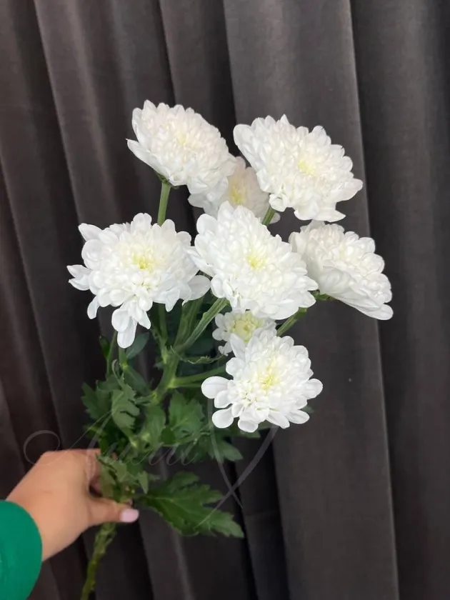 Хризантема кустовая 