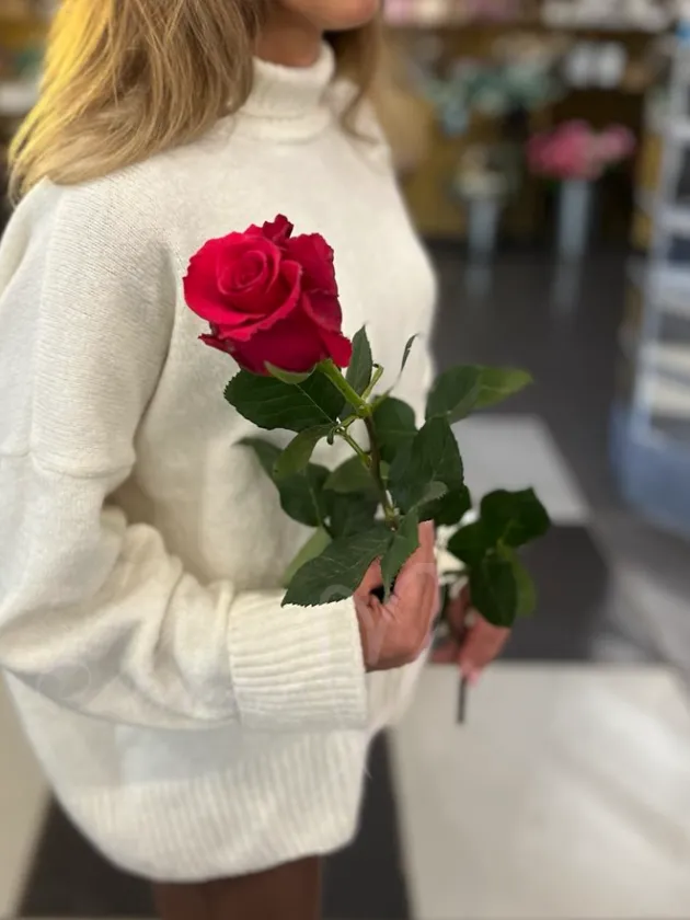Роза Эквадор «Диана»