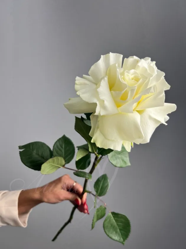 Букет роз «Франция»