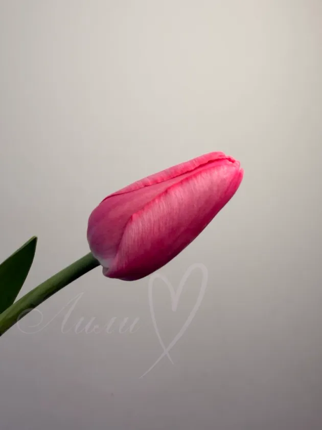 Тюльпан Роз