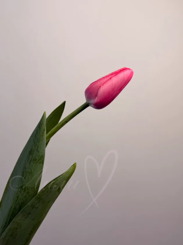 Тюльпан Роз