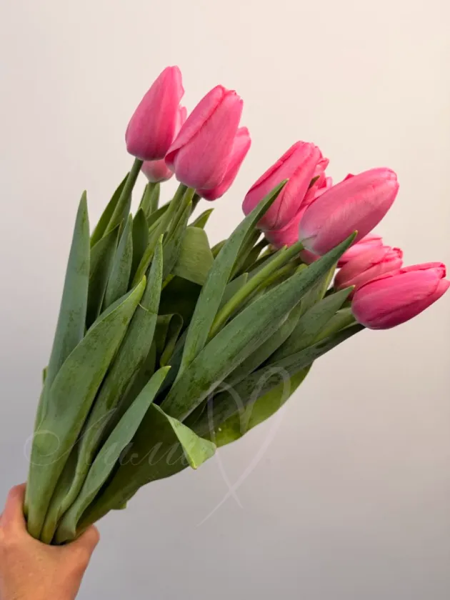 Тюльпан Роз