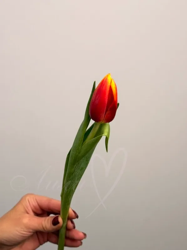 Тюльпан Оранжевый