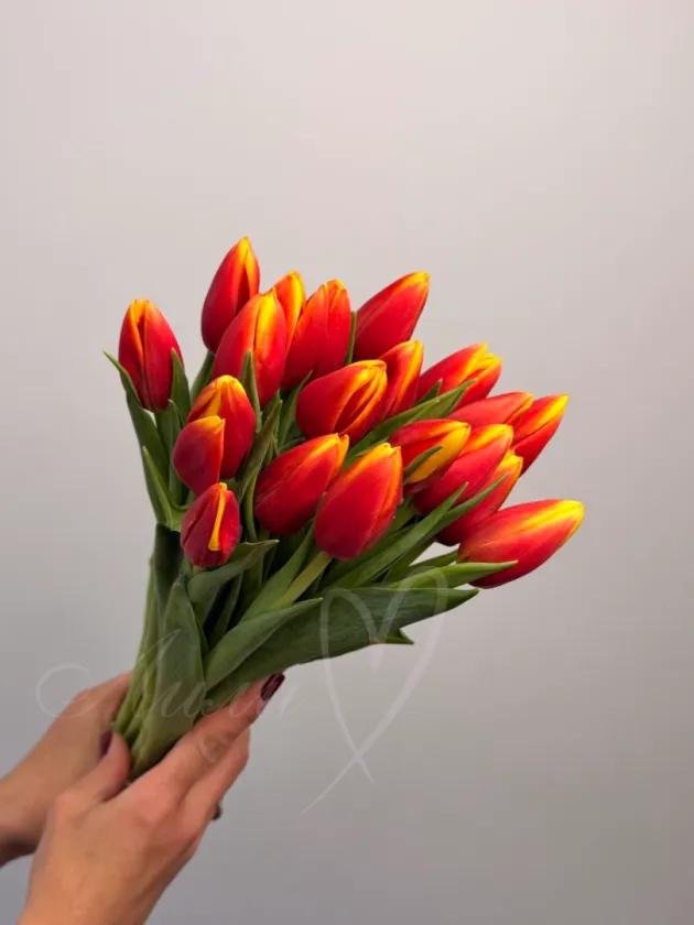 Тюльпан Оранжевый