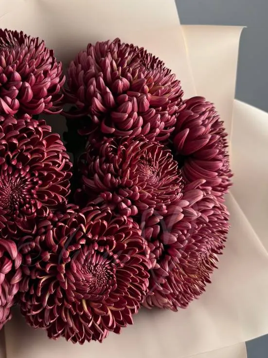 Букет из хризантем «Шоколадный латте»