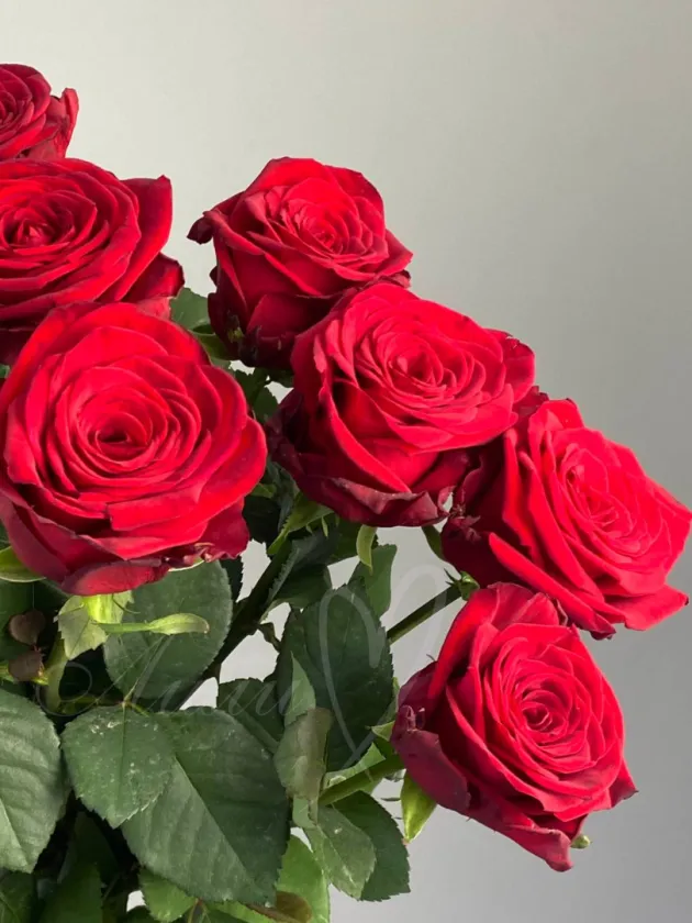 Красные розы 