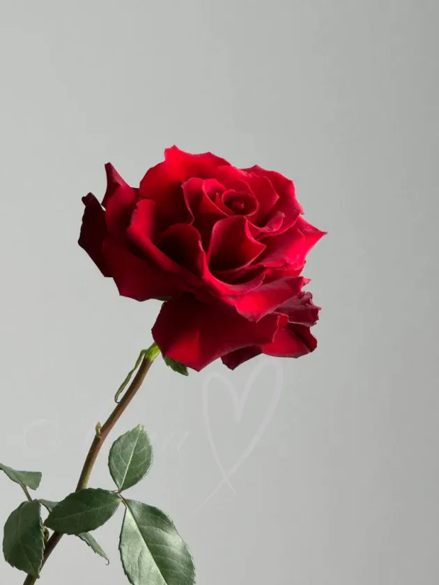 Букет из роз «Марта»