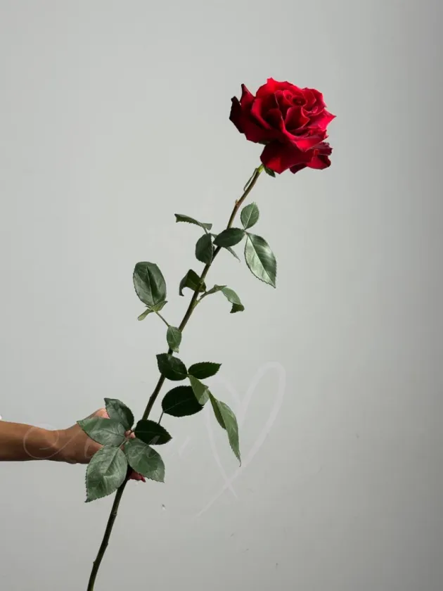 Букет из роз «Марта»