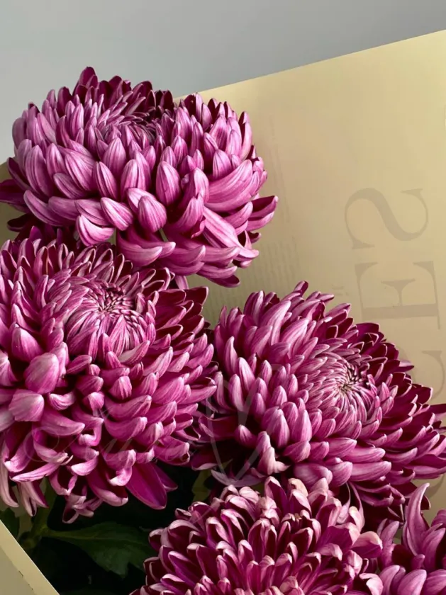 Букет хризантем «Впечатление»