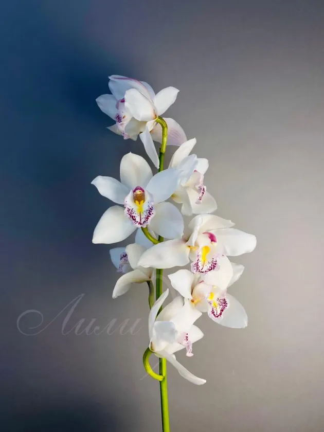 Орхидея белая