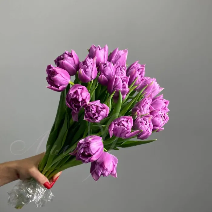 Тюльпан Даббл принц