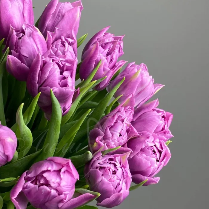 Тюльпан Даббл принц