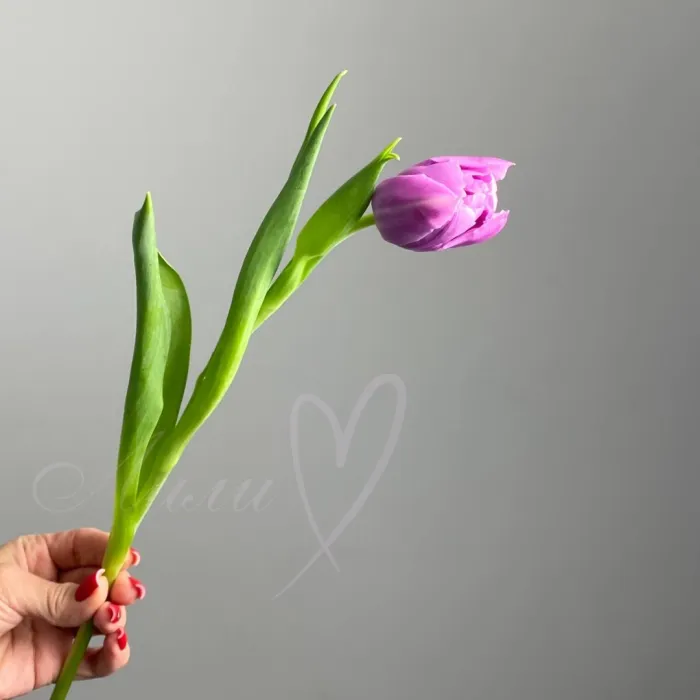 Тюльпан Даббл принц