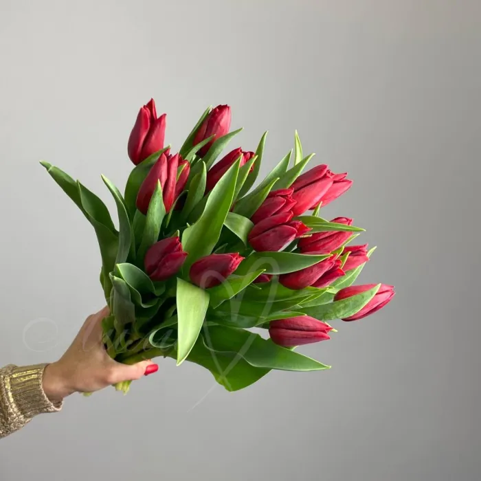 Тюльпан бордовый