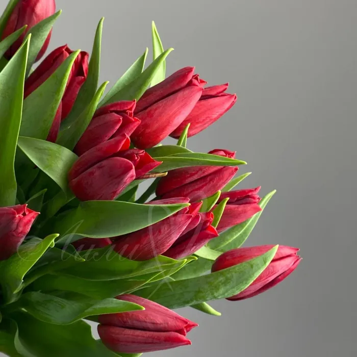 Тюльпан бордовый