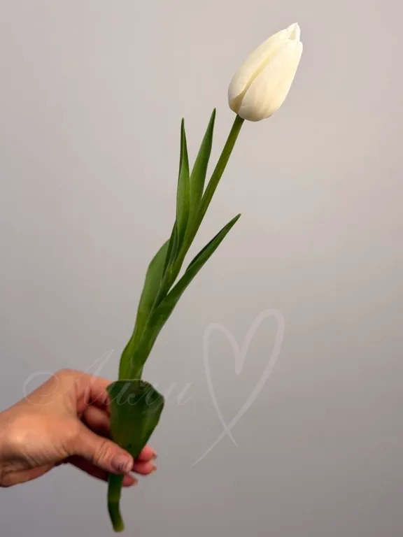 Тюльпан белый 