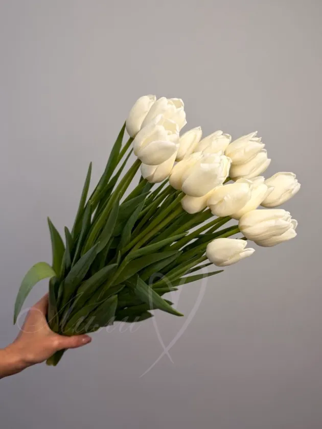 Тюльпан белый 