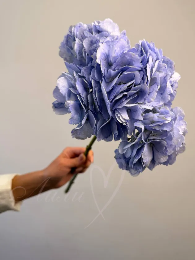 Гортензия Фиолет