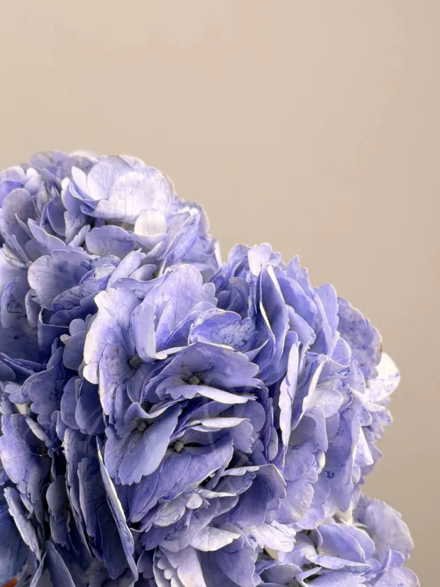 Гортензия Фиолет