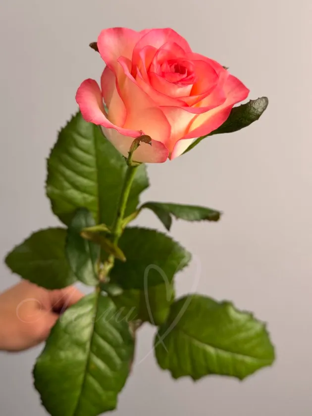 Роза «Джумилия»