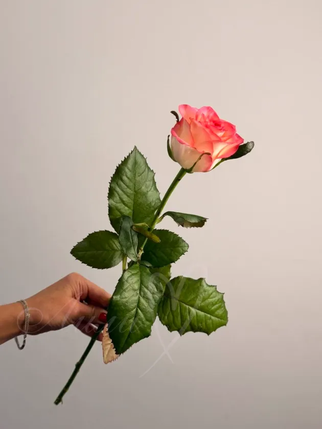 Роза «Джумилия»