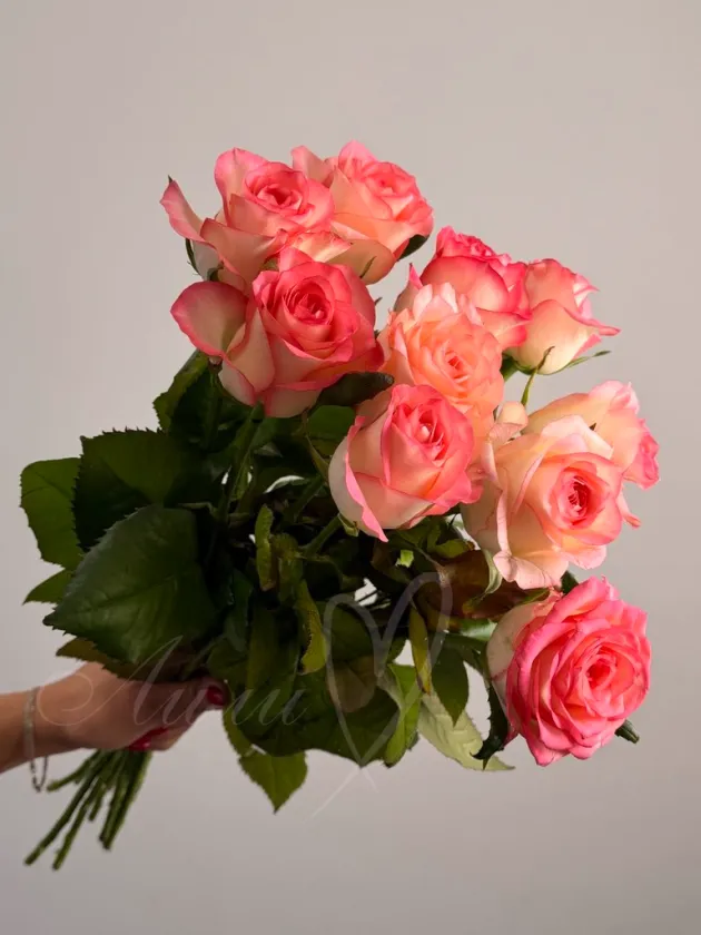 Роза «Джумилия»