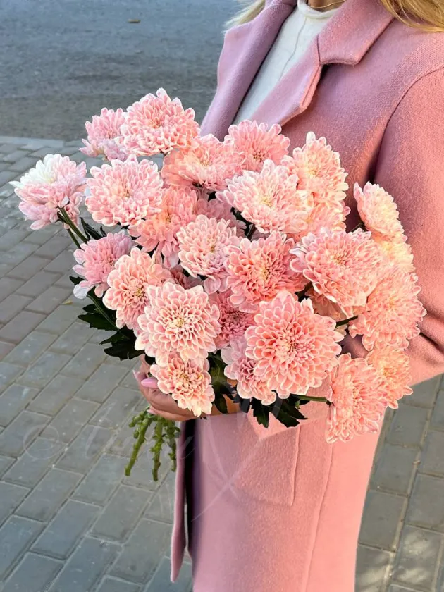 Хризантема кустовая крашенная