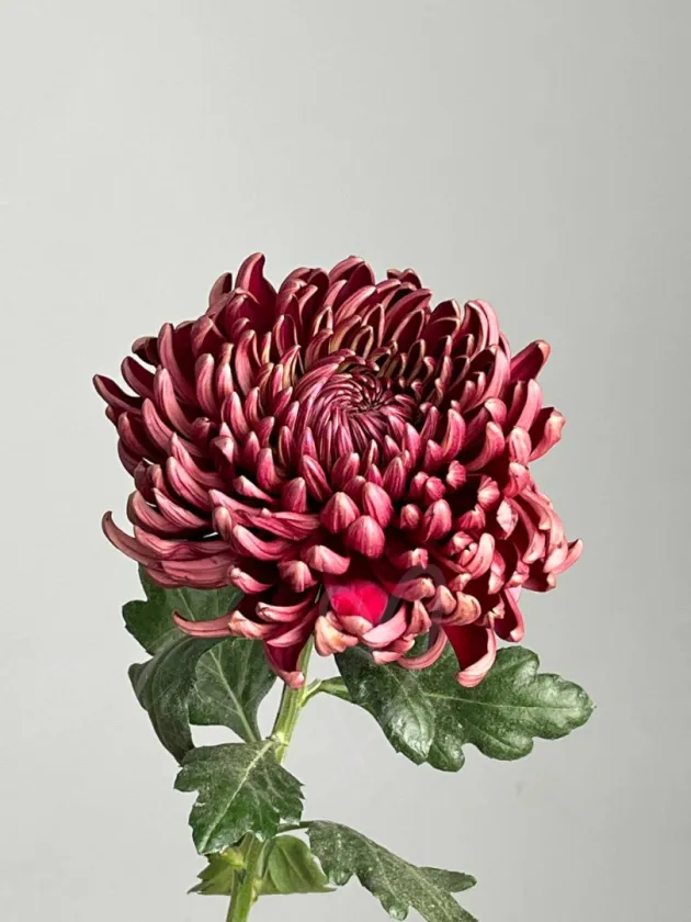 Хризантема  одноголовая Бигуди шоколад