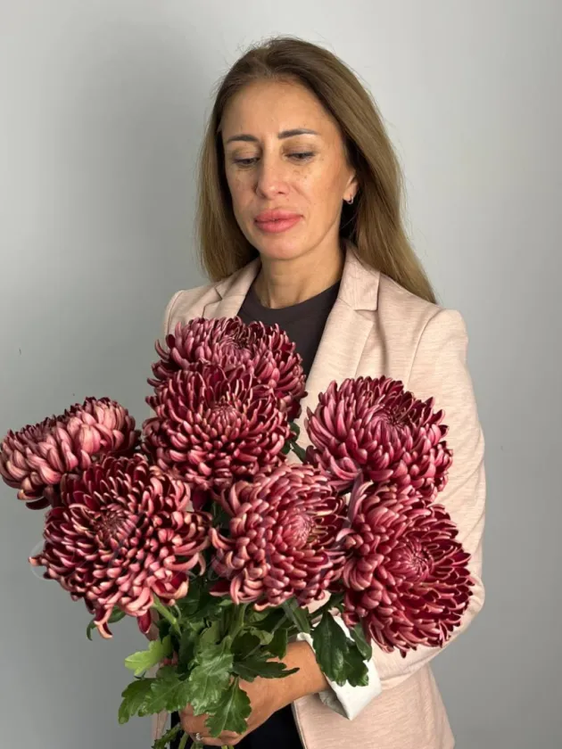 Хризантема  одноголовая Бигуди шоколад