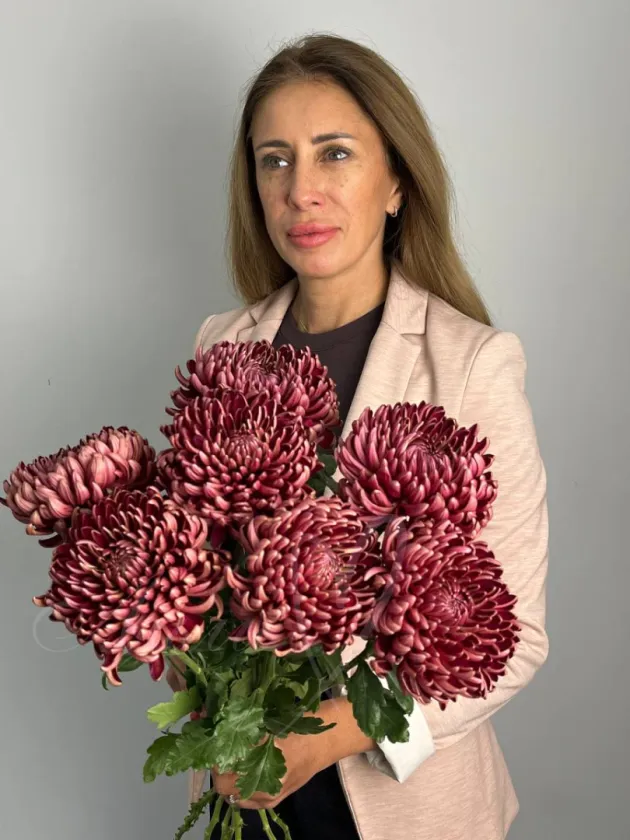 Хризантема  одноголовая Бигуди шоколад