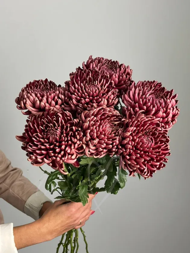 Хризантема  одноголовая Бигуди шоколад