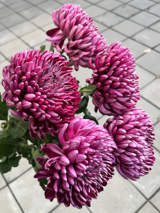 Хризантема одноголовая малиновая «Бигуди»