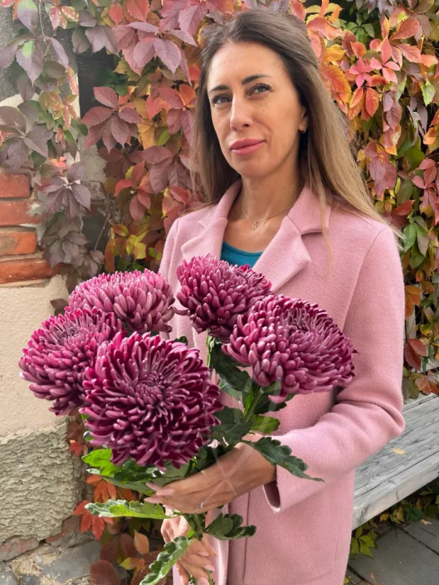 Хризантема одноголовая малиновая «Бигуди»