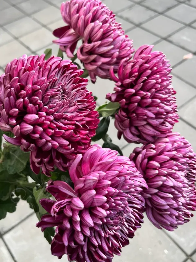 Хризантема одноголовая малиновая «Бигуди»