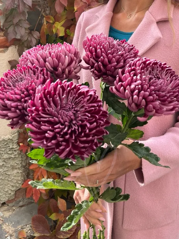 Хризантема одноголовая малиновая «Бигуди»